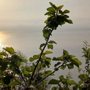 Sentiero dei Limoni evento